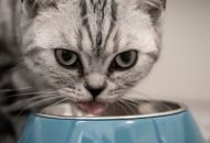 chat