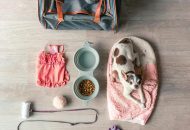 accessoires chiens